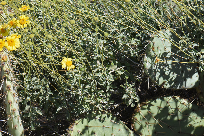 Virgin River Brittlebush has solitary flowers on the top of long slender stems, a major difference from the flowers on Brittlebush which are branched (similar to a panicle or cyme). Encelia virginensis Virgin River Brittlebush has solitary flowers on the top of long slender stems, a major difference from the flowers on Brittlebush which are branched (similar to a panicle or cyme). Encelia virginensis